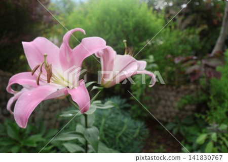 盛開的粉紅百合花 盛開的粉紅百合花 141830767