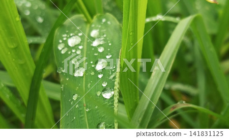 close up of fresh green grass with dew drops close up of fresh green grass with dew drops 141831125