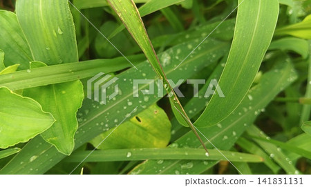 leaves of the grass water leaves of the grass water 141831131