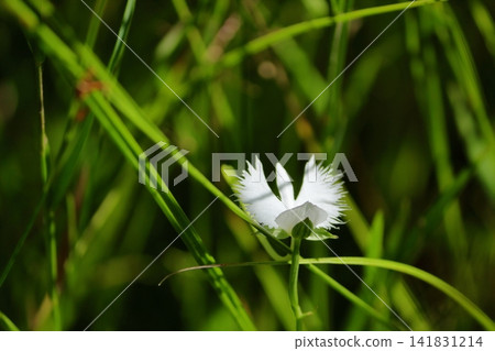 處女草 處女草 141831214