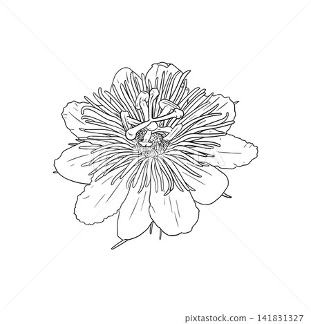 Decorative Passiflora flower passion fruit Decorative Passiflora flower passion fruit 141831327