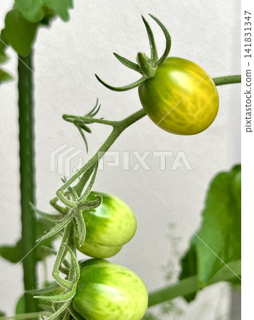 家庭花園裡,用花盆和支架種植的小番茄 家庭花園裡,用花盆和支架種植的小番茄 141831347