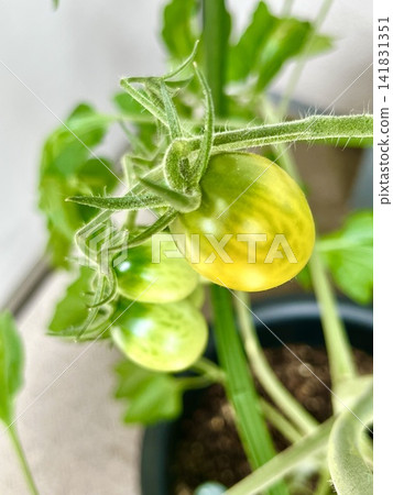 家庭花園裡,用花盆和支架種植的小番茄 家庭花園裡,用花盆和支架種植的小番茄 141831351