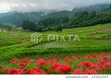 [Chiba Prefecture] Oyama Senmaida blooms 141831447