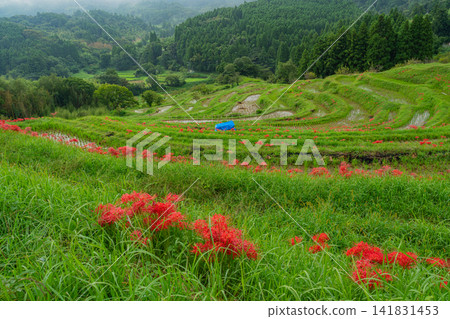 [千葉縣] Oyama Senmaida開花 141831453
