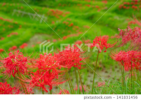 [千葉縣] Oyama Senmaida開花 141831456