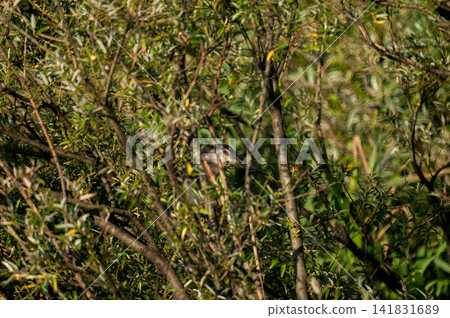 Adult Black-crowned Night Heron on the Shinano River's Yasuragi Embankment 141831689