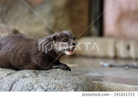 A cute small-clawed otter opens its mouth and makes a sound on a rock. A cute small-clawed otter opens its mouth and makes a sound on a rock. 141831725
