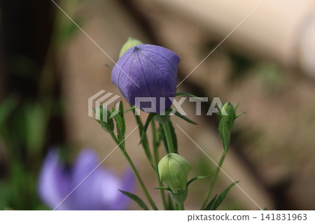 紫色花蕾的特寫。 紫色花蕾的特寫。 141831963