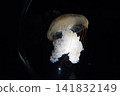 Jellyfish 141832149