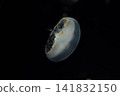 Jellyfish at Kaiyukan Aquarium 2 141832150