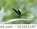 Female of the Hagro Dragonfly 141832187