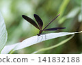 Female of the Hagro Dragonfly 141832188