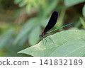 Male of hagorotorbo 141832189