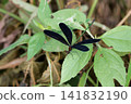 Male of hagorotorbo 141832190