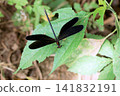 Female of the Hagro Dragonfly 141832191