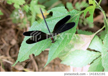 Female of the Hagro Dragonfly Female of the Hagro Dragonfly 141832191