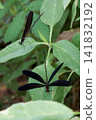 Male and female black-winged damselflies 141832192