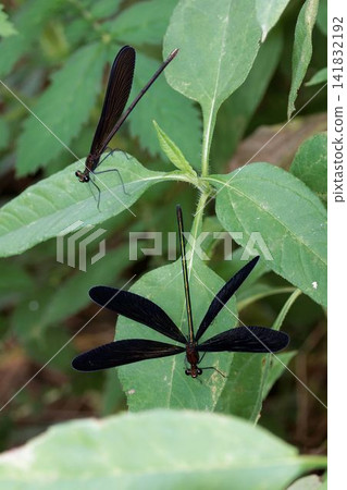 Male and female black-winged damselflies Male and female black-winged damselflies 141832192