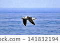 Seagulls flying over the sea (Shirasaki Marine Park, Wakayama) 141832194