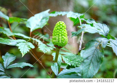 The blue berries of the Arisaema plant stand quietly in the forest. The blue berries of the Arisaema plant stand quietly in the forest. 141832217