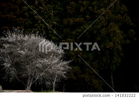雪松樹的襯托下,盛開著潔白的梅花。 雪松樹的襯托下,盛開著潔白的梅花。 141832222