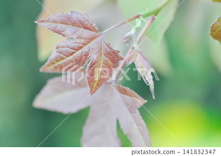 maple leaf, maple leaves or Acer saccharum Marsh or red leaf or Liquidambar styraciflua or American sweetgum or Liquidambar maple leaf, maple leaves or Acer saccharum Marsh or red leaf or Liquidambar styraciflua or American sweetgum or Liquidambar 141832347