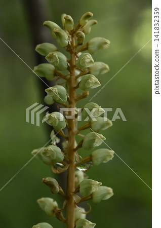Gastrodia elata blooming on the forest floor of a mixed forest Gastrodia elata blooming on the forest floor of a mixed forest 141832359