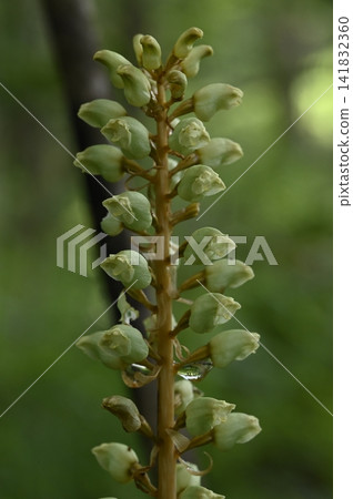 Gastrodia elata blooming on the forest floor of a mixed forest Gastrodia elata blooming on the forest floor of a mixed forest 141832360