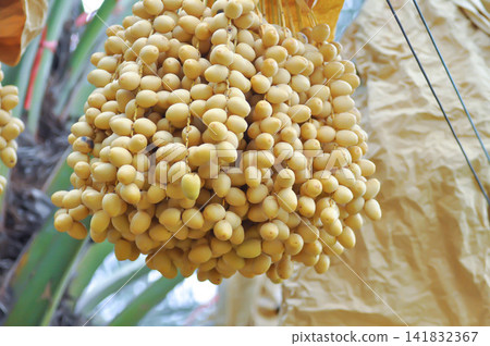 ARECACEAE, Date palm or Phoenix dactylifera L or dactylifera with fruit on the tree ARECACEAE, Date palm or Phoenix dactylifera L or dactylifera with fruit on the tree 141832367