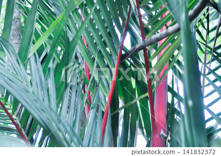 Cyrtostachys renda Blume, Cyrtostachys renda palm or  Cyrtostachys Renda Red Wax or Lipstick Palm or Maharajah Palm or ARECACEAE or red plant 141832372