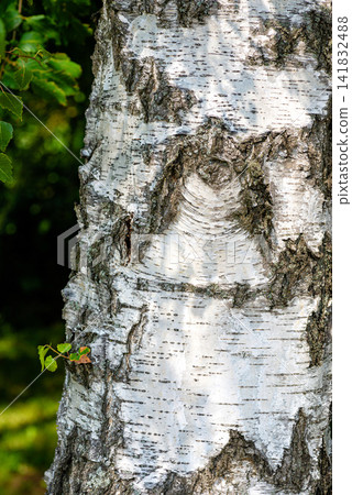 Vertical macro shot of a white birch tree bark natural texture Vertical macro shot of a white birch tree bark natural texture 141832488