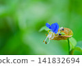 One-wheeled dayflower 141832694