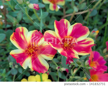 Portulaca with its vibrant red and yellow striped pattern. Portulaca with its vibrant red and yellow striped pattern. 141832731