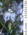 Sagisou 141832780