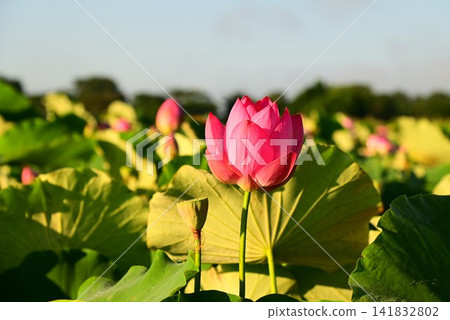 盛岡彩虹蓮花園 盛岡彩虹蓮花園 141832802