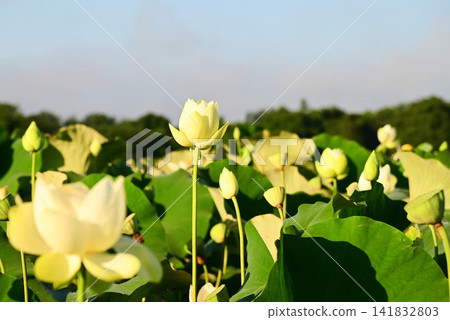 盛岡彩虹蓮花園 盛岡彩虹蓮花園 141832803