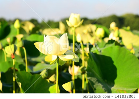 Rainbow Lotus Garden in Morioka Rainbow Lotus Garden in Morioka 141832805