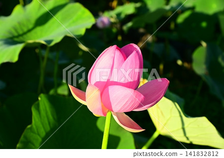 盛岡彩虹蓮花園 141832812