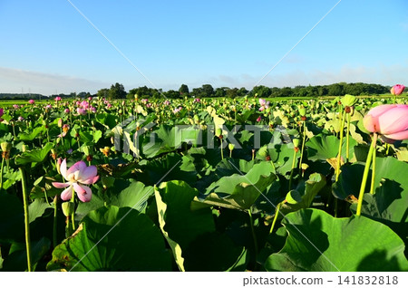 Rainbow Lotus Garden in Morioka Rainbow Lotus Garden in Morioka 141832818
