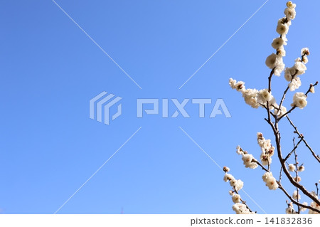 Plum blossoms telling the spring Plum blossoms telling the spring 141832836