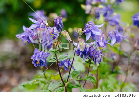 Group of Beautiful Blue Columbine Flowers Blooming in Garden Group of Beautiful Blue Columbine Flowers Blooming in Garden 141832916