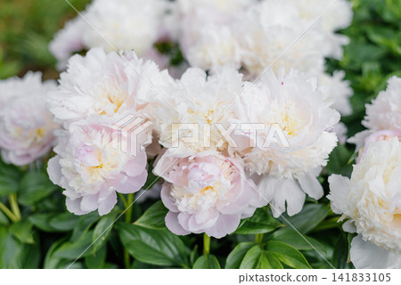 Horizontal Shot of Pink Peonies Angel Cheeks Blooming Horizontal Shot of Pink Peonies Angel Cheeks Blooming 141833105