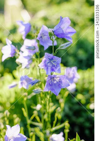 Blue Bellflower Blossoms on Stem in Summer Garden Blue Bellflower Blossoms on Stem in Summer Garden 141833106