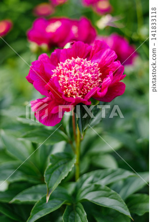 Lush Red Peony Flower with Golden Center on Green Stem Lush Red Peony Flower with Golden Center on Green Stem 141833118