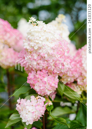 Color Shifting Hydrangea Vanille Fraise In Bloom Color Shifting Hydrangea Vanille Fraise In Bloom 141833120