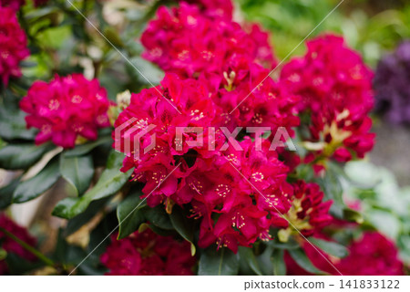 Rhododendron Nova Zembla Flowers After Rain in Garden Rhododendron Nova Zembla Flowers After Rain in Garden 141833122