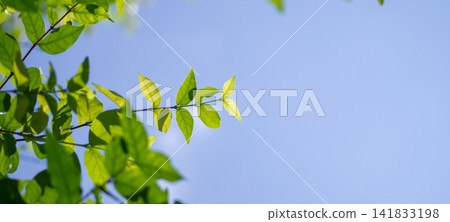 Natural plant green leaf in garden with bokeh background Natural plant green leaf in garden with bokeh background 141833198
