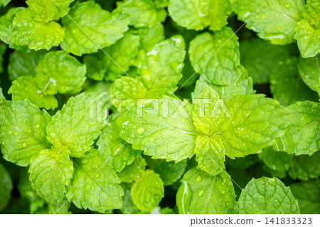 Fresh green peppermint plant in the garden Fresh green peppermint plant in the garden 141833323