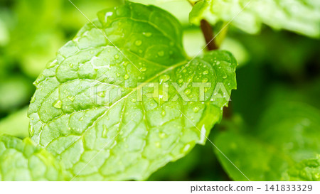 Fresh green peppermint plant in the garden Fresh green peppermint plant in the garden 141833329